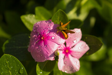 Flores rosa y mariposa