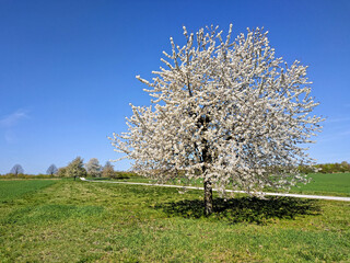 Kirschblütenbäume