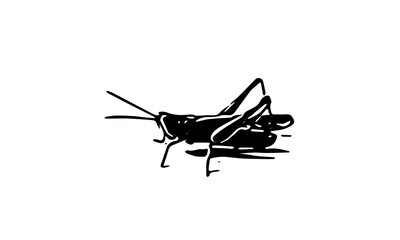 grasshopper on white background