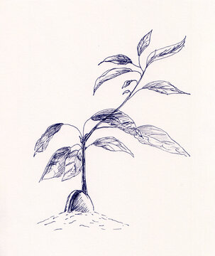 Hand drawn illustration of young avocado tree stem. Ink pen sketch drawing in neutral colors. Use for decoration, poster, card, motivational growth concept, healthy food. Monochrome artwork on paper.