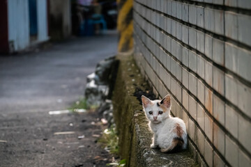 little stray cat sit at a street © ChenPG