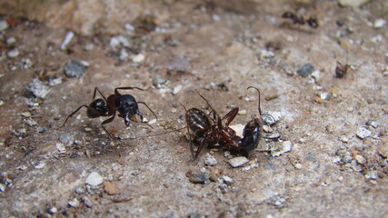 ant
a fight between two ants
ant war between two colonies of pavement ants.
close up of ant insect.
battle of ants.
ants war in the road
Ant on the way | insects in the city
insects, insect, bugs, bug