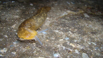 slug crawling on wetlands stump Tentacle of shell-less terrestrial gastropod mollusc slug. a tough-skinned terrestrial mollusk that typically lacks a shell and secretes a film of mucus for protection	