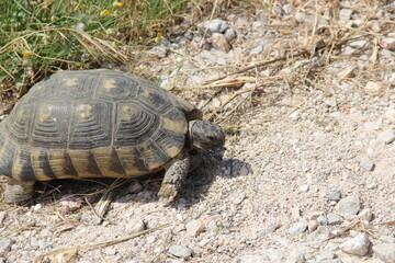 turtle on the ground
