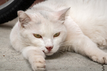 Fototapeta na wymiar domestic white cat sleep