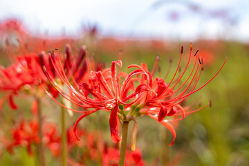 彼岸花　曼珠沙華