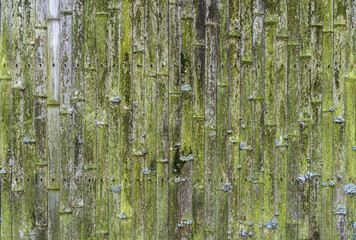 Old bamboo background. Wall or fence made of old bamboo. Texture and texture of old wood with moss and mold