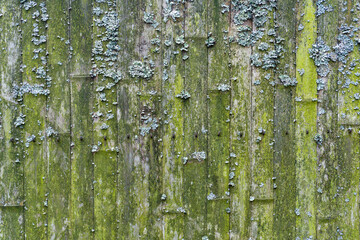 Obraz premium Old bamboo background. Wall or fence made of old bamboo. Texture and texture of old wood with moss and mold