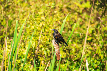 Red Wing Black Bird On Flower