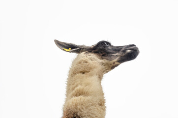 Macchu Picchu Llama from below view