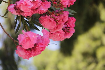 pink flowers