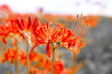 彼岸花　曼珠沙華