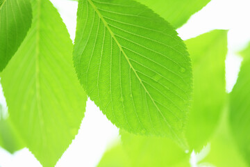 新緑の葉