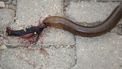 snake or lizard.
dead burton's legless lizard on the street, killed by a car
close up of dead legless lizard 
closeup legless lizard
Carcass ; dead body of animal
animals, wild nature, wildlife, woods