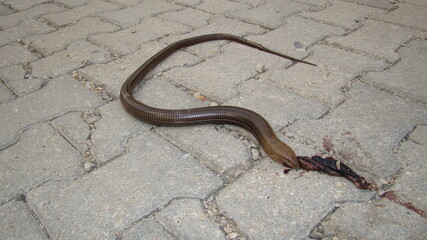 snake or lizard.
dead burton's legless lizard on the street, killed by a car
close up of dead legless lizard 
closeup legless lizard
Carcass ; dead body of animal
animals, wild nature, wildlife, woods