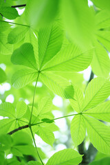 Fototapeta na wymiar トチノキの新緑の葉