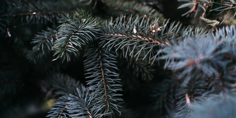 Naklejka na ściany i meble New year background on the desktop with a blue spruce. Evergreen coniferous tree, prickly branches with needles. Branches of natural blue spruce close-up.