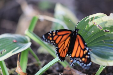 butterfly on a flower