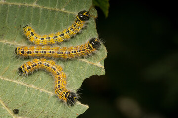Buff Tip Moth Caterpillars feeding on Hazel leaves. (Phalera bucephala).