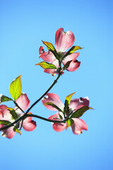 Obraz premium ハナミズキ