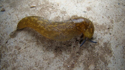 slug crawling on wetlands stump Tentacle of shell-less terrestrial gastropod mollusc slug. a tough-skinned terrestrial mollusk that typically lacks a shell and secretes a film of mucus for protection	