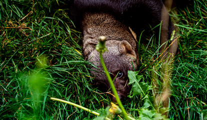 A Tayra weasel playing in the grass.