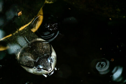 Close up of a Hilaire&rsquo;s toadhead turtle lurking in deep pitch black water in the jungle.
