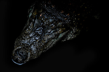 Crocodile head isolated on black background