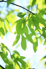 新緑の葉