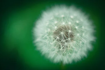 Rolgordijnen Dandelion Closeup Side © DChapoy 
