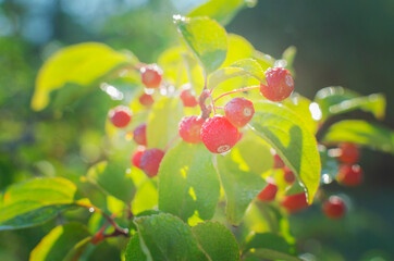 Branch of wild apples with early morning race