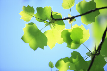 青空と新緑の葉