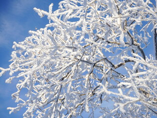 Branches of a tree in hoarfrost on a background of blue sky. New Year's and Christmas holidays....