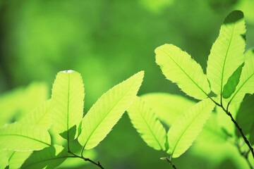 新緑の葉