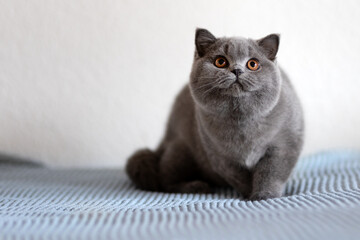 edel, imposanter dicker Britisch Kurzhaar Kater in blau