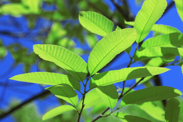 青空と新緑の葉