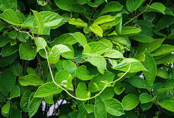 Green vine from leaves of Chinese magnolia vine in garden.