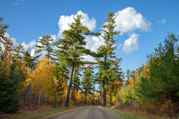 Fototapeta premium Old growth pines on the Arrowhead Trail in northern Minnesota during autumn