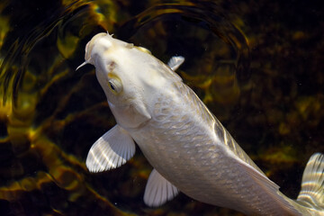 Ornamental carp, carp stuck his head out of the water and opened his mouth. Pond with ornamental fish.