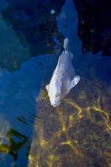 Ornamental carp, carp stuck his head out of the water and opened his mouth. Pond with ornamental...