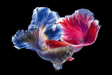 Set of Bettafish on black background.Capture the moving moment of siamese fighting fish isolated on...