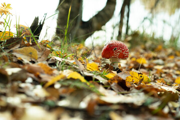 poisonous mushroom fly agaric grows in the autumn forest against the background of foliage
