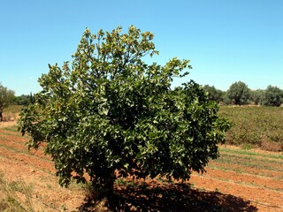 Fototapeta na wymiar Portugal, Algarve, agricultural landscape with olive tree
