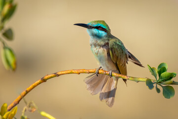 Birds of Israel
