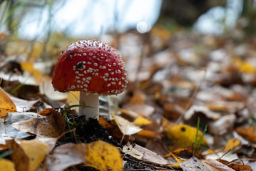 poisonous mushroom fly agaric grows in the autumn forest against the background of foliage