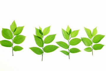 新緑の葉っぱ、白バック