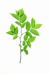 新緑の葉っぱ、白バック