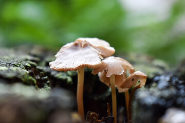 Małe grzywy na rozmytym tle.