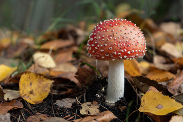 poisonous mushroom fly agaric grows in the autumn forest against the background of foliage