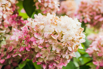 Faded hydrangea flower in the autumn garden. Shallow depth of field. 
